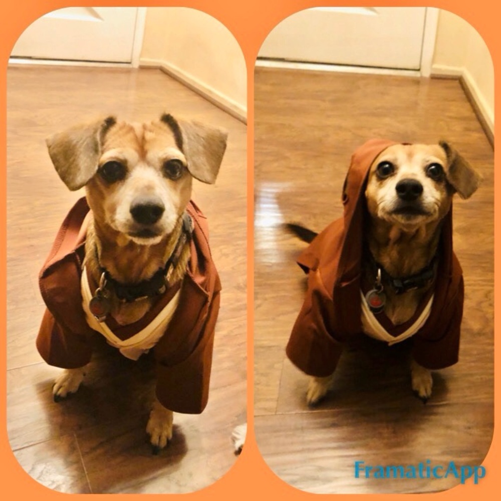 Star Wars dog Jedi costume. - Picture 7 of 7